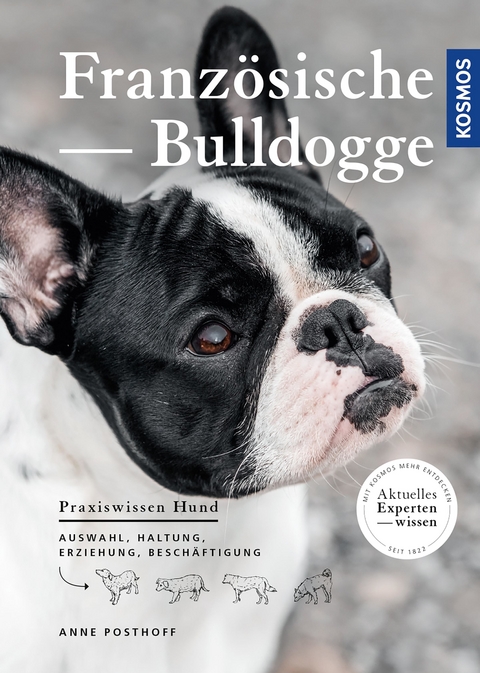 Franz&ouml;sische Bulldogge - Anne Posthoff