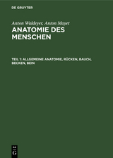 Allgemeine Anatomie, R&uuml;cken, Bauch, Becken, Bein - Anton Waldeyer, Anton Mayet