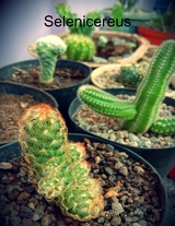 Selenicereus -  Daniel Zimmermann