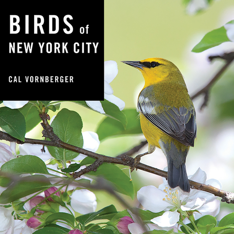 Birds of New York City - Cal Vornberger