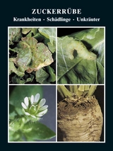 Zuckerr&uuml;be Krankheiten - Sch&auml;dlinge - Unkr&auml;uter - Fritz Brendler, Bernd Holtschulte, Walter Rieckmann