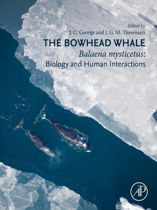 Bowhead Whale