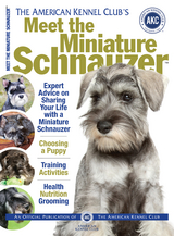 Meet the Miniature Schnauzer -  American Kennel Club