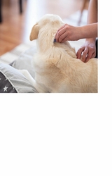 Fl&ouml;he - so werden Sie die Plagegeister wirklich los - Michaela Haunschild