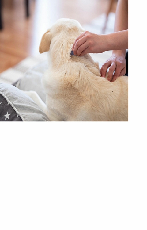 Fl&ouml;he - so werden Sie die Plagegeister wirklich los - Michaela Haunschild