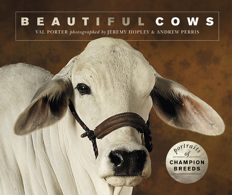 Beautiful Cows - Valerie Porter