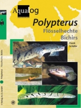Polypterus - Frank Sch&auml;fer