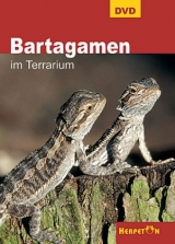 Bartagamen im Terrarium - 