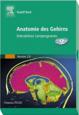 Anatomie des Gehirns - Bock, Rudolf