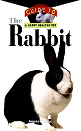Rabbit -  Audrey Pavia