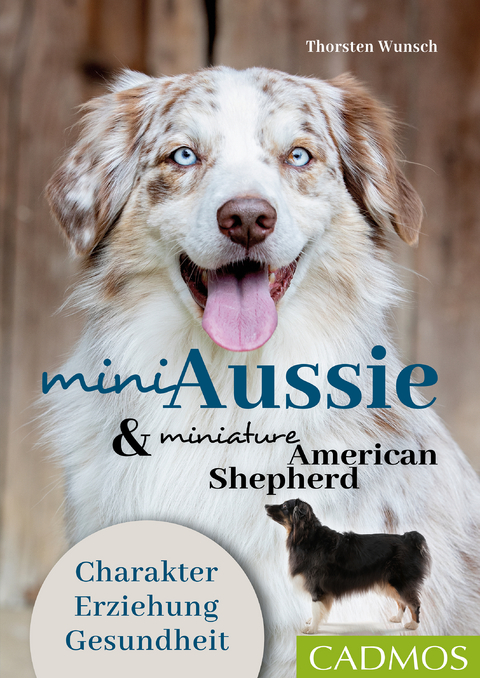 Mini Aussie und Miniature American Shepherd -  Thorsten Wunsch