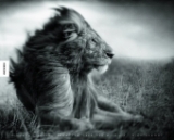 A Shadow Falls - Nick Brandt