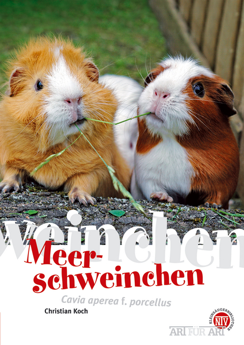 Meerschweinchen - Christian Koch