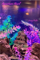 Aquarium Heart - Jenny Prater
