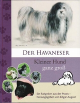 Der Havaneser Kleiner Hund ganz gro&szlig;