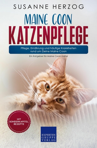 Maine Coon Katzenpflege – Pflege, Ernährung und häufige Krankheiten rund um Deine Maine Coon