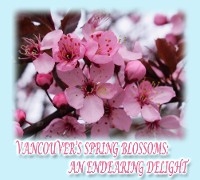Vancouver's Spring Blossoms - Rowena Kong