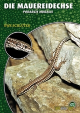 Die Mauereidechse - Uwe Schl&uuml;ter