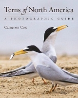 Terns of North America - Cameron Cox