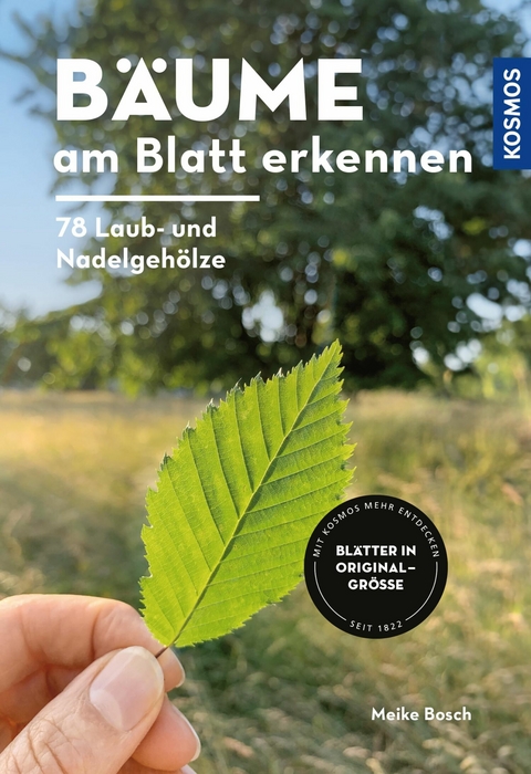 B&auml;ume am Blatt erkennen - 78 Laub- und Nadelgeh&ouml;lze. Bl&auml;tter in Originalgr&ouml;&szlig;e - Meike Bosch