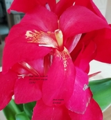 Nichts ist f&uuml;r immer - Jana Alegra Martines