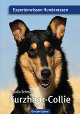 Kurzhaar-Collie - Claudia Schmidt