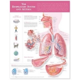 The Respiratory System and Asthma Anatomical Chart - 