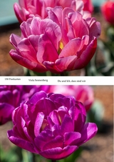 150 Postkarten - Viola Sonnenberg