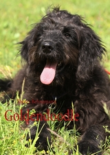 Goldendoodle - Theres Behnemann