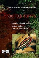 Prachtguramis - Martin Hallmann