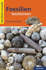 Fossilien bestimmen KOMPAKT - Andrea Rohde