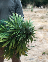 Grassland - Emily Brady, H. Lee