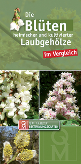 Die Bl&uuml;ten heimischer Laubgeh&ouml;lze im Vergleich