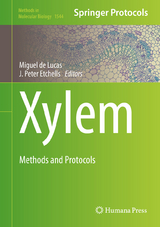 Xylem - 
