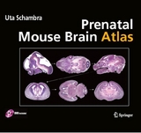 Prenatal Mouse Brain Atlas - Uta Schambra