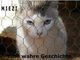 Miezi &ndash; Eine wahre Katzengeschichte - Judith Cramer