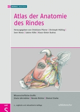 Atlas der Anatomie des Rindes - 