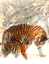 Fantasy Notizbuch: Tiger im Schnee - wei&szlig;e Seiten mit Eckmotiv - Samuriel Sternenfeuer