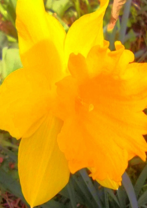 Geliebte gelbe Osterglocke - Andrea Grau