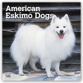 American Eskimo Dogs - Amerikanischer Spitz 2019