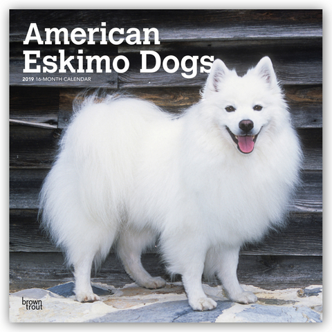 American Eskimo Dogs - Amerikanischer Spitz 2019