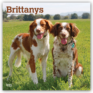 Brittanys - Epagneul Breton 2019 - 18-Monatskalender mit freier DogDays-App