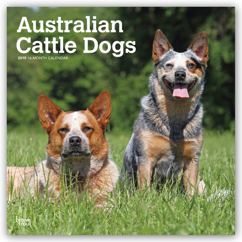 Australian Cattle Dogs - Australische Cattle Dogs 2019 - 18-Monatskalender mit freier DogDays-App