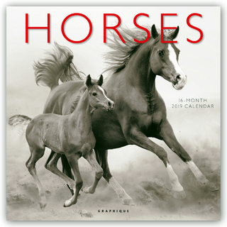 HORSES 2019 SQUARE WALL CALENDAR