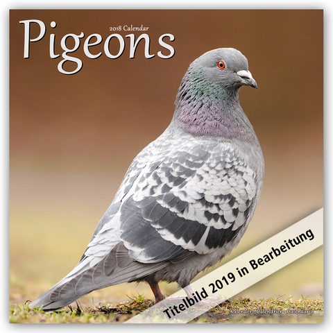 Pigeons Calendar 2019 -  Avonside Publishing Ltd