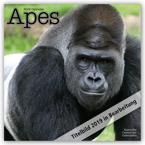 Apes Calendar 2019 -  Avonside Publishing Ltd