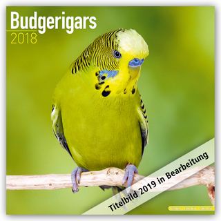 Budgerigars Calendar 2019