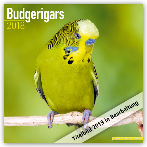Budgerigars Calendar 2019 -  Avonside Publishing Ltd