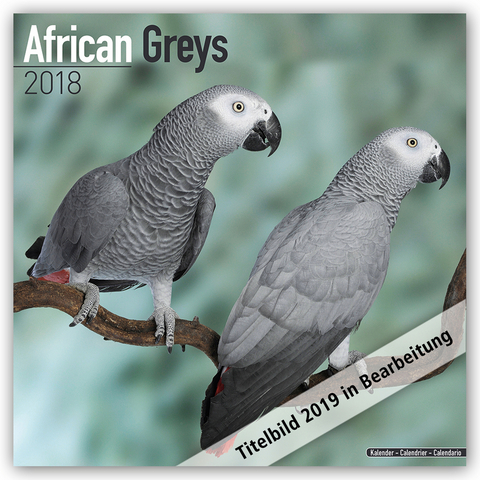African Greys Calendar 2019 -  Avonside Publishing Ltd