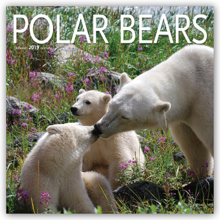 Polar Bears - Eisbären 2019 - 16-Monatskalender